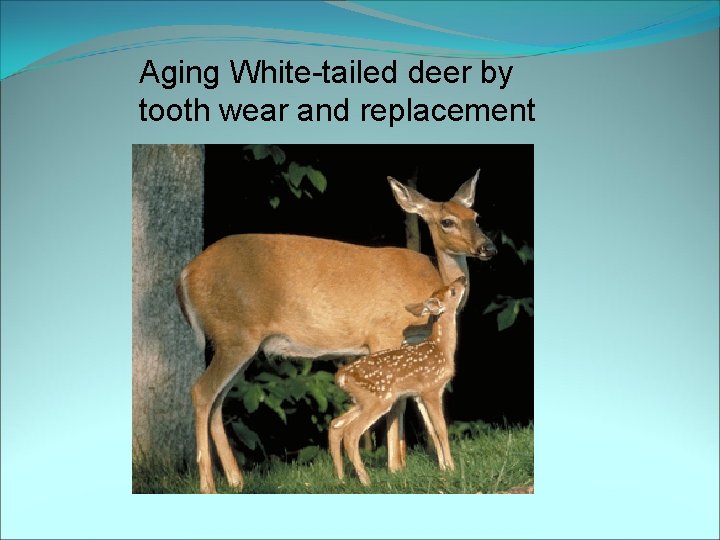 Aging White-tailed deer by tooth wear and replacement 
