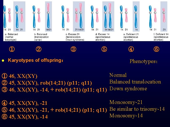 ① l ② ③ ⑤ Karyotypes of offspring： ④ ⑥ Phenotypes： ① 46, XX(XY)