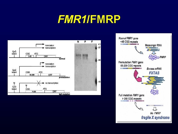 FMR 1/FMRP 