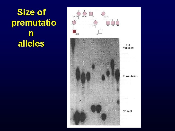 Size of premutatio n alleles 