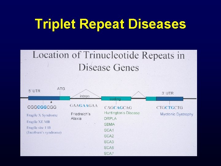 Triplet Repeat Diseases 