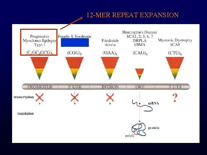 12 -MER REPEAT EXPANSION 
