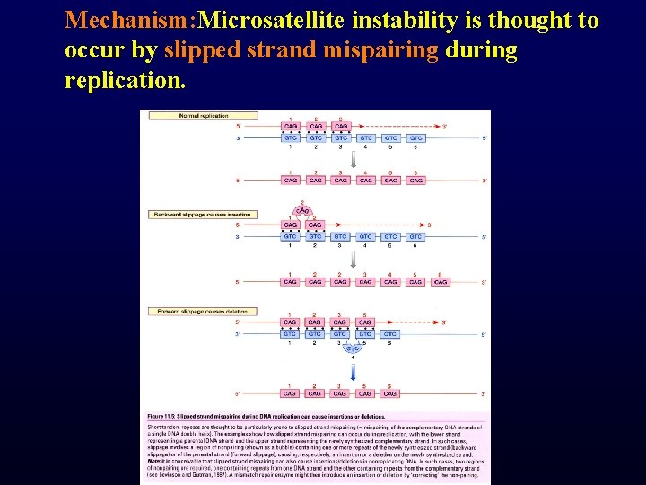 Mechanism: Microsatellite instability is thought to occur by slipped strand mispairing during replication. 