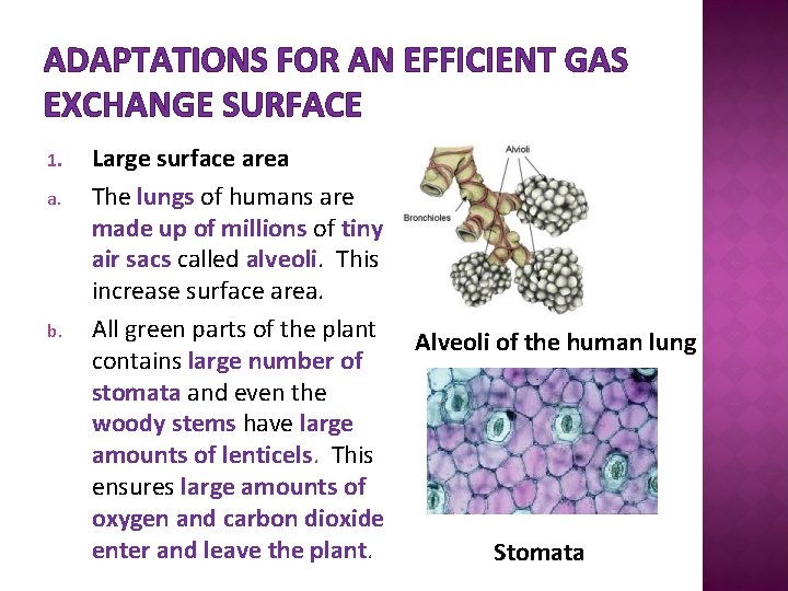 ADAPTATIONS FOR AN EFFICIENT GAS EXCHANGE SURFACE 1. a. b. Large surface area The