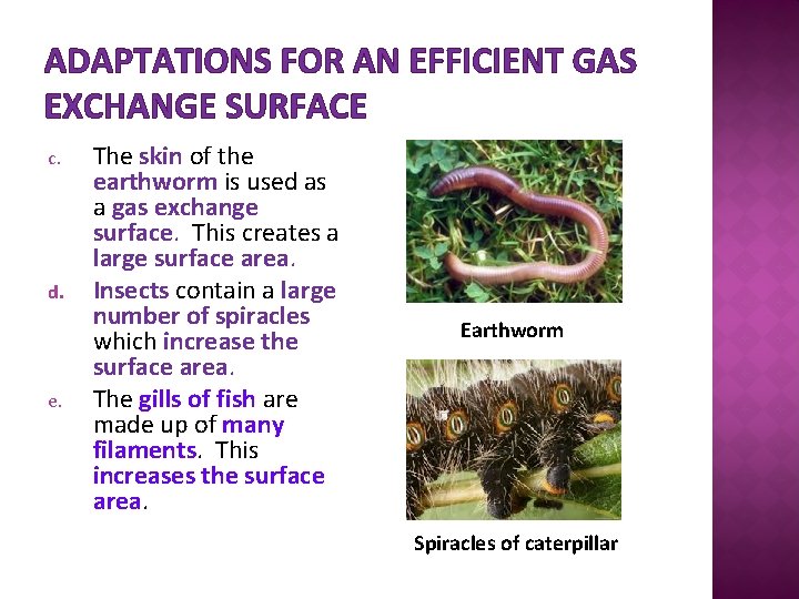 ADAPTATIONS FOR AN EFFICIENT GAS EXCHANGE SURFACE c. d. e. The skin of the