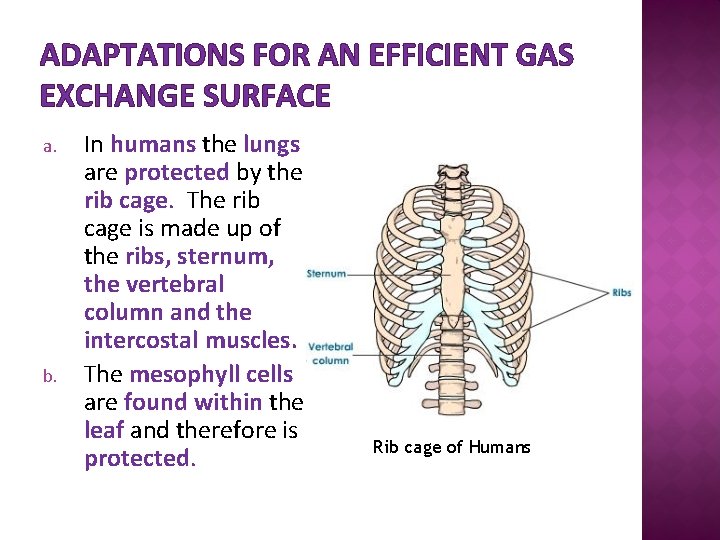 ADAPTATIONS FOR AN EFFICIENT GAS EXCHANGE SURFACE a. b. In humans the lungs are