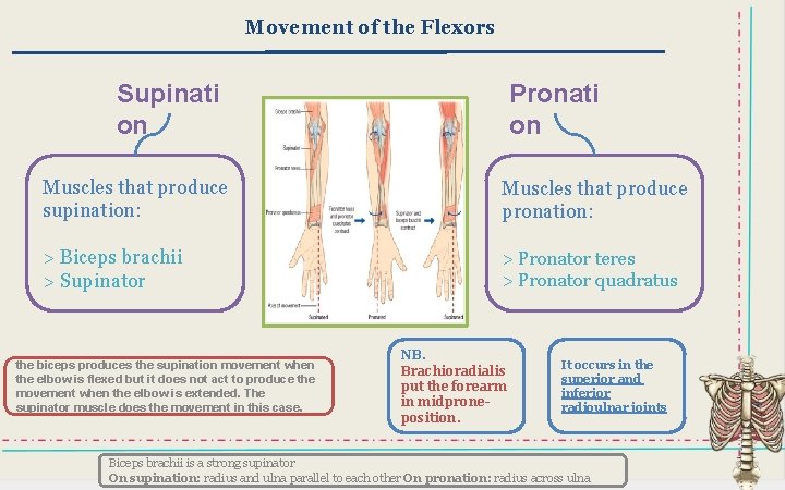 Movement of the Flexors Supinati on Pronati on Muscles that produce supination: Muscles that