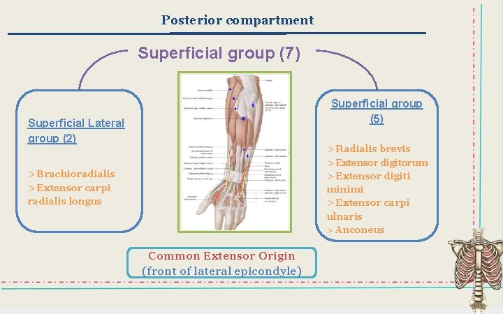 Posterior compartment Superficial group (7) Superficial group (5) Superficial Lateral group (2) > Radialis