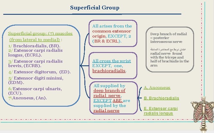 Superficial Group Superficial group: (7) muscles (from lateral to medial) : All arises from