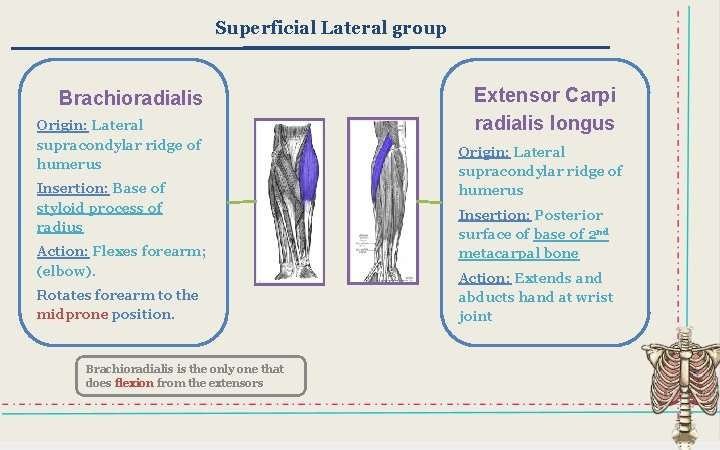 Superficial Lateral group Brachioradialis Origin: Lateral supracondylar ridge of humerus Insertion: Base of styloid Superficial Lateral group Brachioradialis Origin: Lateral supracondylar ridge of humerus Insertion: Base of styloid