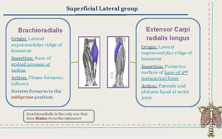 Superficial Lateral group Brachioradialis Origin: Lateral supracondylar ridge of humerus Insertion: Base of styloid