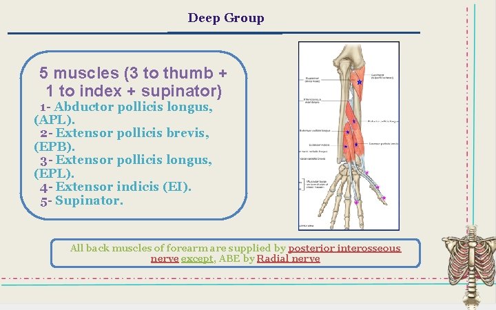 Deep Group 5 muscles (3 to thumb + 1 to index + supinator) 1