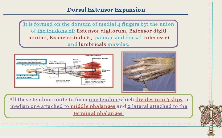 Dorsal Extensor Expansion It is formed on the dorsum of medial 4 fingers by: