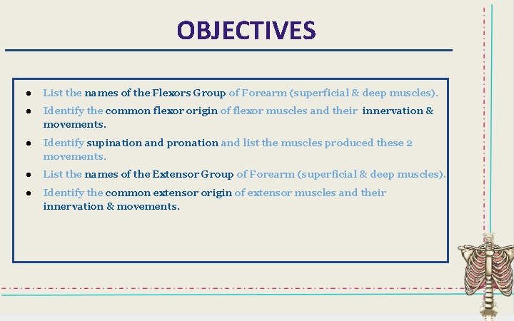 OBJECTIVES ● List the names of the Flexors Group of Forearm (superficial & deep OBJECTIVES ● List the names of the Flexors Group of Forearm (superficial & deep