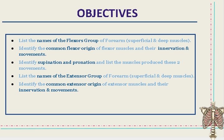OBJECTIVES ● List the names of the Flexors Group of Forearm (superficial & deep