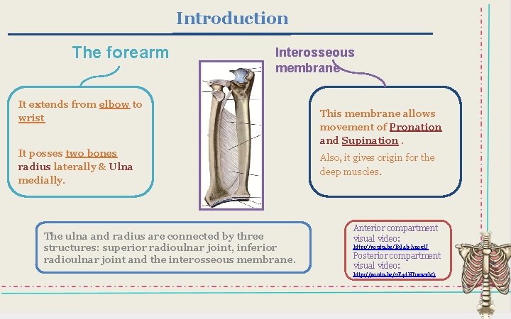 Introduction The forearm Interosseous membrane It extends from elbow to wrist It posses two