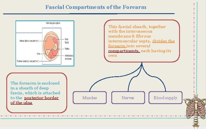 Fascial Compartments of the Forearm This fascial sheath, together with the interosseous membrane &