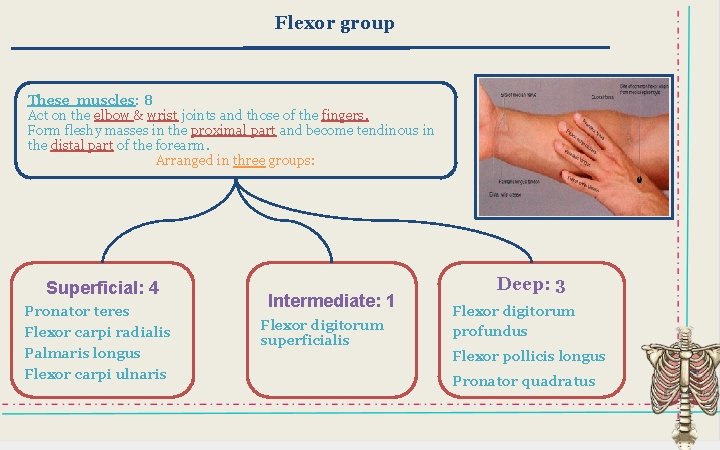 Flexor group These muscles: 8 Act on the elbow & wrist joints and those