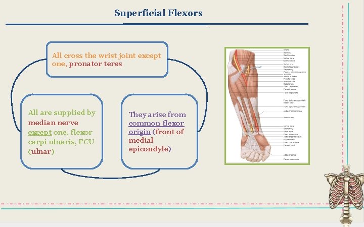 Superficial Flexors All cross the wrist joint except one, pronator teres All are supplied