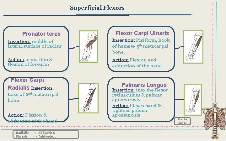Superficial Flexors Pronator teres Flexor Carpi Ulnaris Insertion: middle of lateral surface of radius