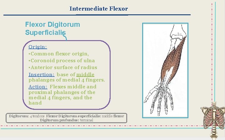 Intermediate Flexor Digitorum Superficialis Origin: • Common flexor origin, • Coronoid process of ulna