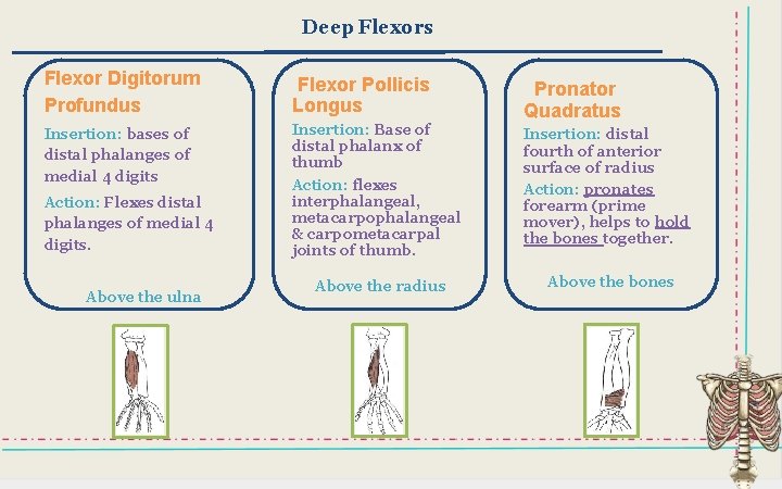 Deep Flexors Flexor Digitorum Profundus Flexor Pollicis Longus Pronator Quadratus Insertion: bases of distal