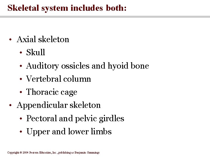 Skeletal system includes both: • Axial skeleton • Skull • Auditory ossicles and hyoid