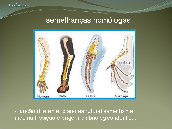 Evolução semelhanças homólogas - função diferente, plano estrutural semelhante, mesma Posição e origem embriológica