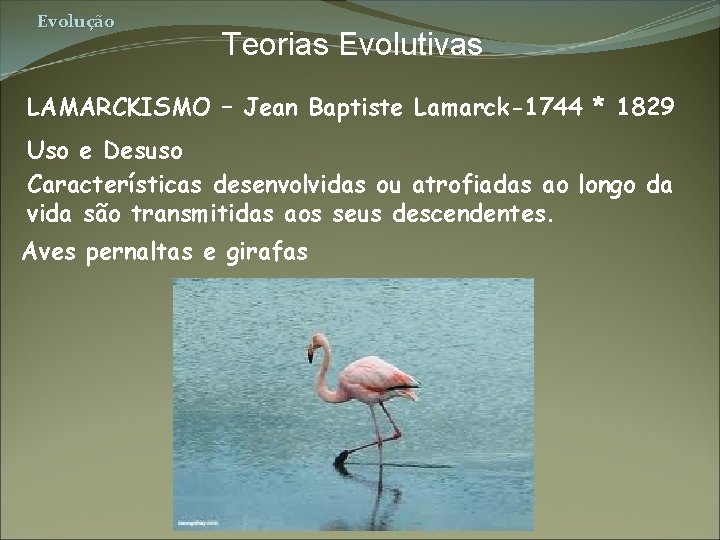 Evolução Teorias Evolutivas LAMARCKISMO – Jean Baptiste Lamarck-1744 * 1829 Uso e Desuso Características