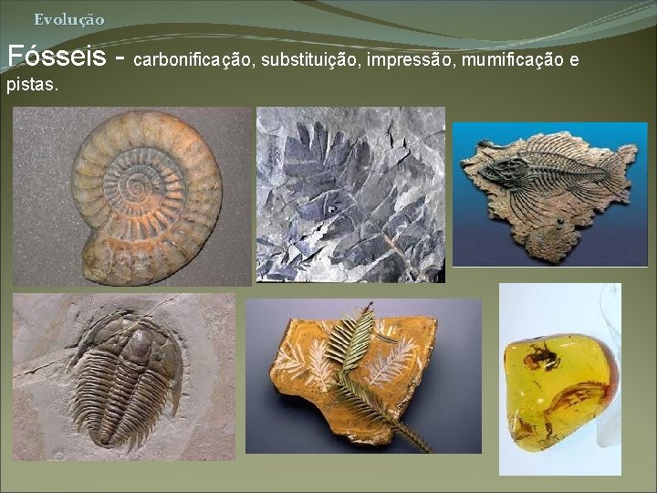 Evolução Fósseis - carbonificação, substituição, impressão, mumificação e pistas. 