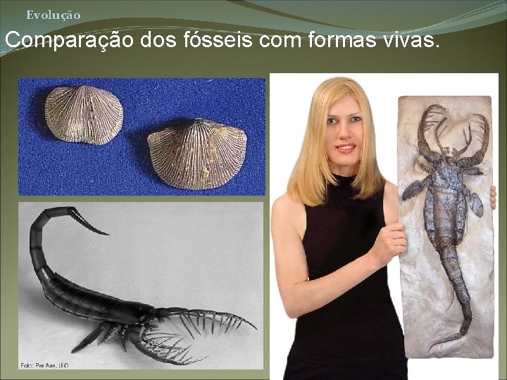 Evolução Comparação dos fósseis com formas vivas. 