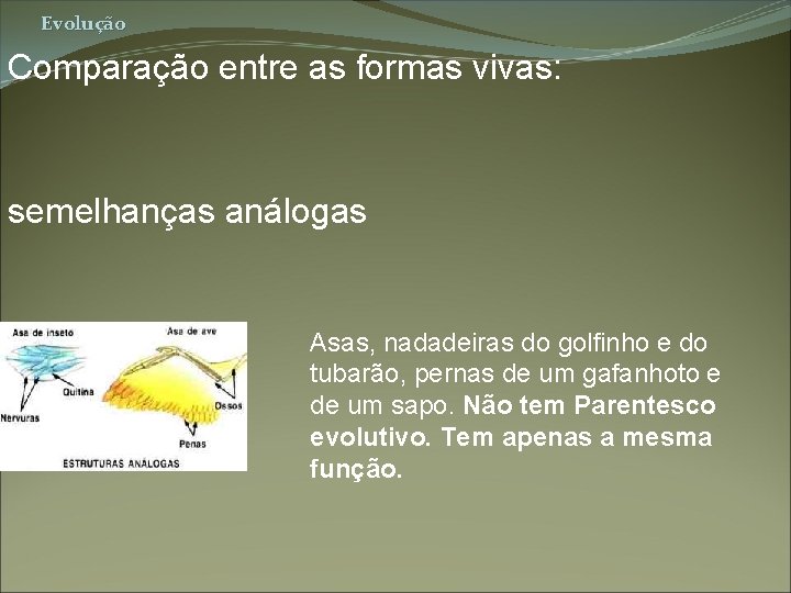 Evolução Comparação entre as formas vivas: semelhanças análogas Asas, nadadeiras do golfinho e do