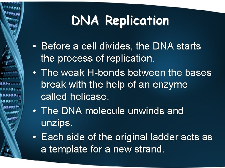 DNA Replication • Before a cell divides, the DNA starts the process of replication.