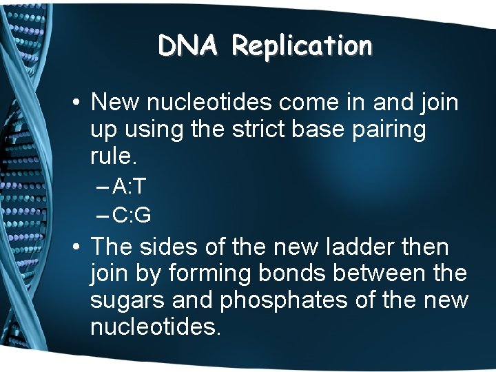 DNA Replication • New nucleotides come in and join up using the strict base