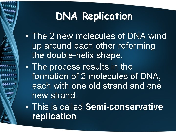DNA Replication • The 2 new molecules of DNA wind up around each other