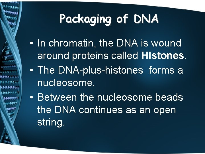 Packaging of DNA • In chromatin, the DNA is wound around proteins called Histones.