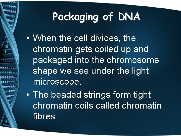 Packaging of DNA • When the cell divides, the chromatin gets coiled up and