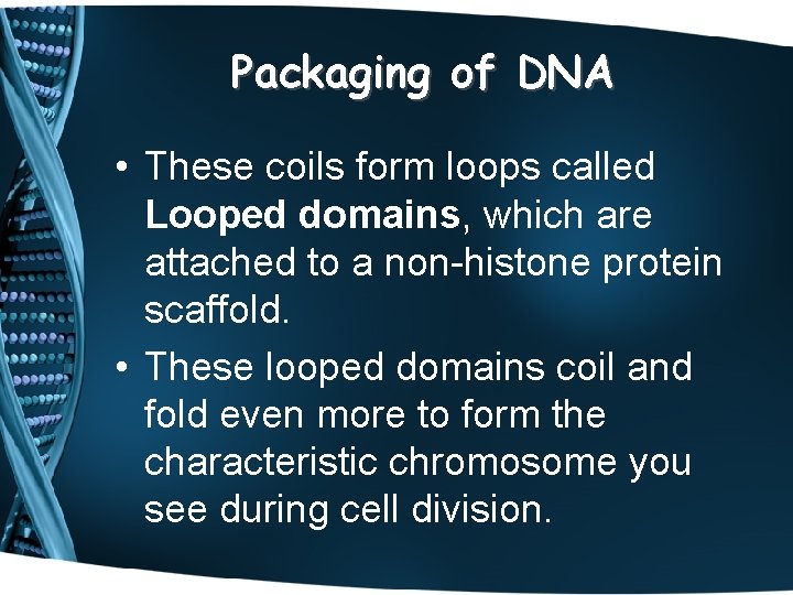 Packaging of DNA • These coils form loops called Looped domains, which are attached