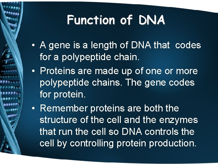 Function of DNA • A gene is a length of DNA that codes for