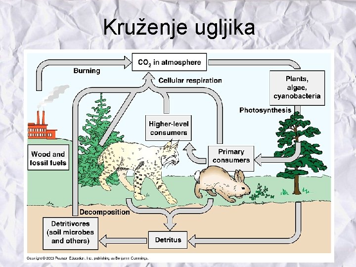 Kruženje ugljika 