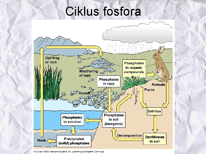 Ciklus fosfora 