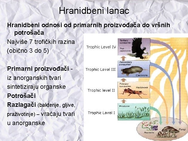 Hranidbeni lanac Hranidbeni odnosi od primarnih proizvođača do vršnih potrošača Najviše 7 trofičkih razina