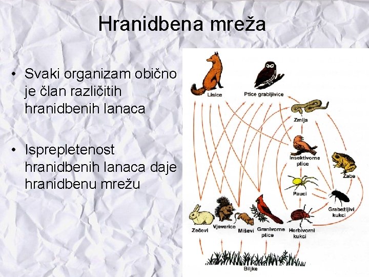 Hranidbena mreža • Svaki organizam obično je član različitih hranidbenih lanaca • Isprepletenost hranidbenih