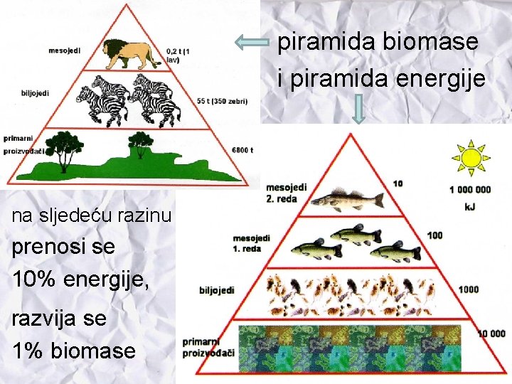 piramida biomase i piramida energije na sljedeću razinu prenosi se 10% energije, razvija se