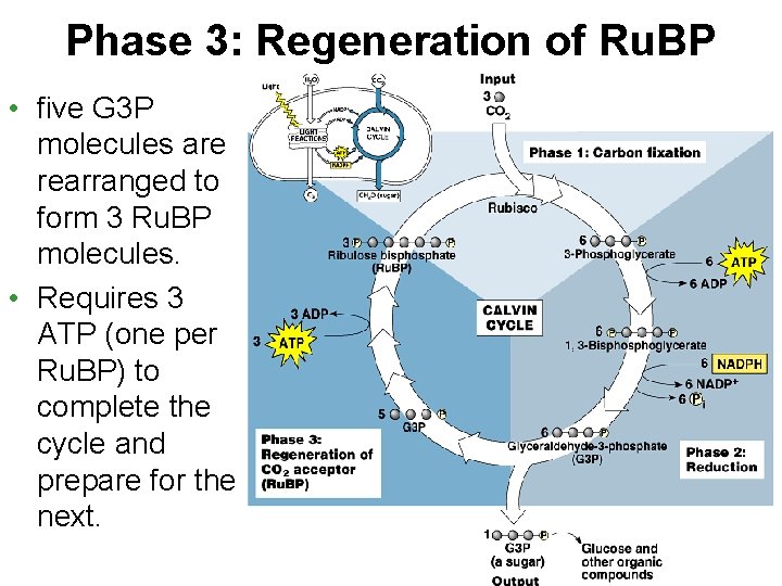 Phase 3: Regeneration of Ru. BP • five G 3 P molecules are rearranged