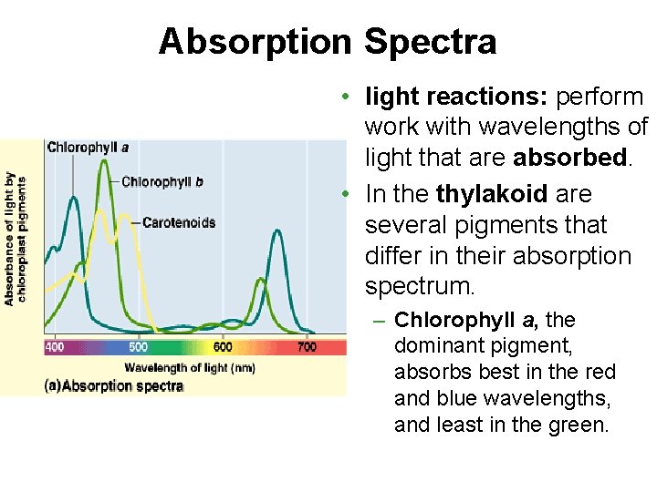 Absorption Spectra • light reactions: perform work with wavelengths of light that are absorbed.