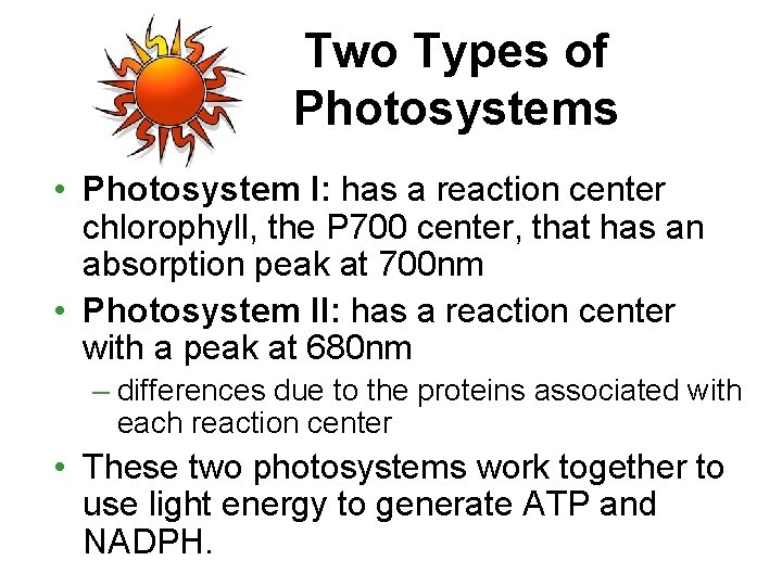 Two Types of Photosystems • Photosystem I: has a reaction center chlorophyll, the P