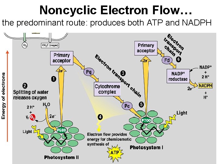 Noncyclic Electron Flow… the predominant route: produces both ATP and NADPH 
