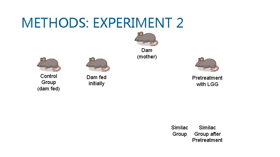 METHODS: EXPERIMENT 2 Dam (mother) Control Group (dam fed) Dam fed initially Pretreatment with