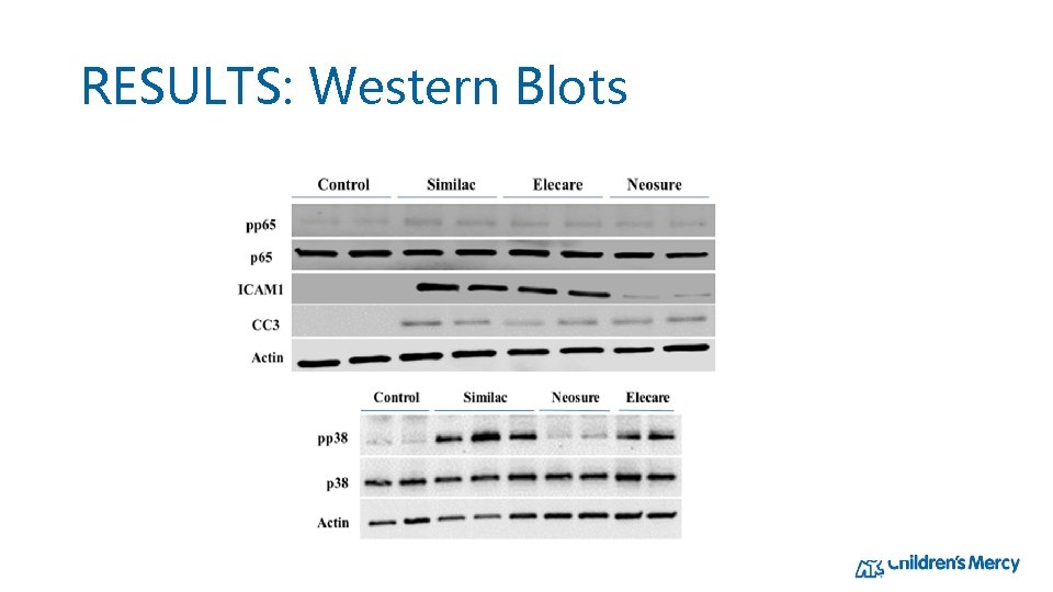 RESULTS: Western Blots 